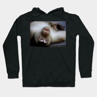 Not A Care In The World: Pig-tailed Macaque Portrait, Borneo Hoodie